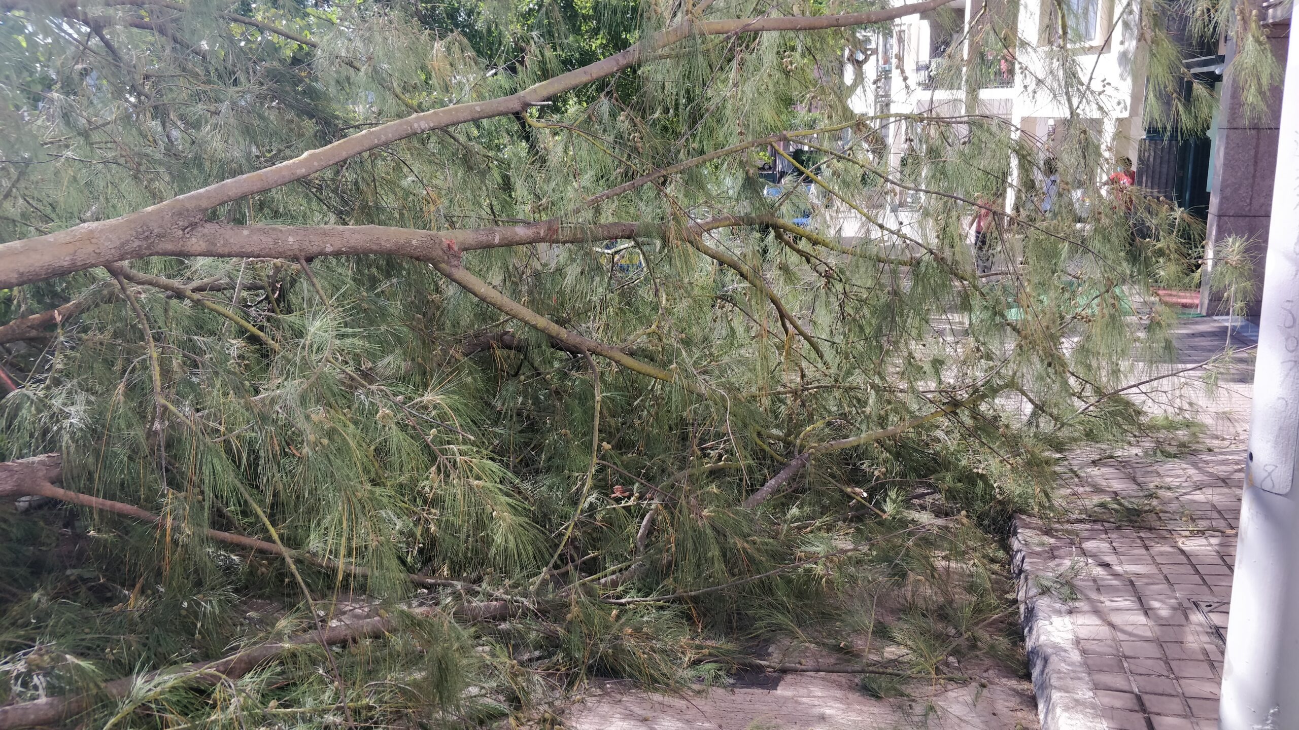 to show you the fallen tree




























































































































































